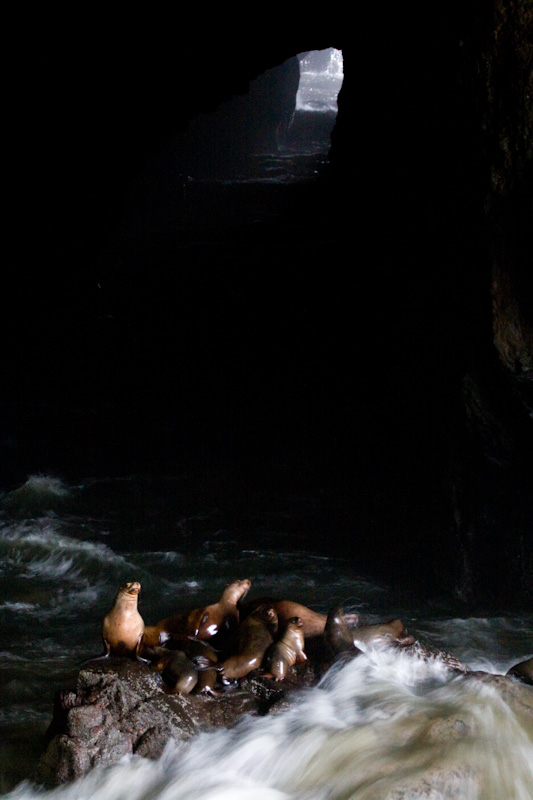 California Sealions On Waved Washed Rock In Sealion Cave